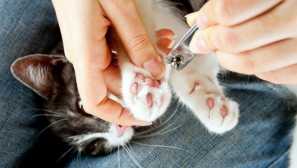 5 Tipů, jak řezat nehty kočky bez stresu pro zvíře